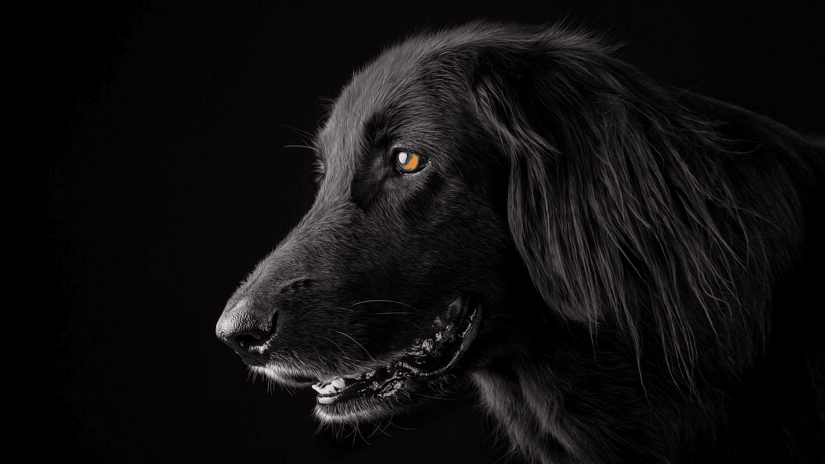 The American Veterinary Medical Association says which 6 habits help ...