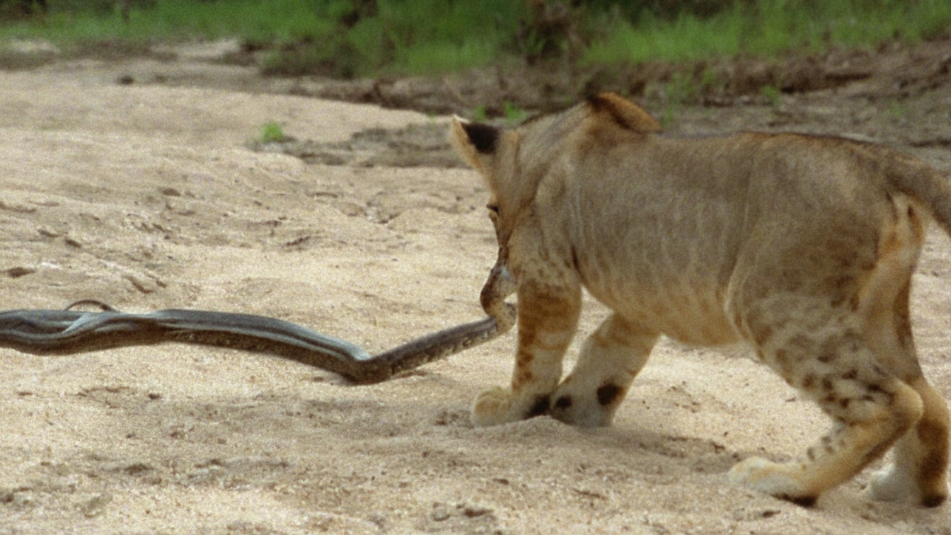 Watch this snake attack a curious lion cub