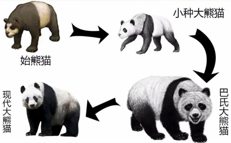China pandas rise from unknown status to become palace pets, then ...