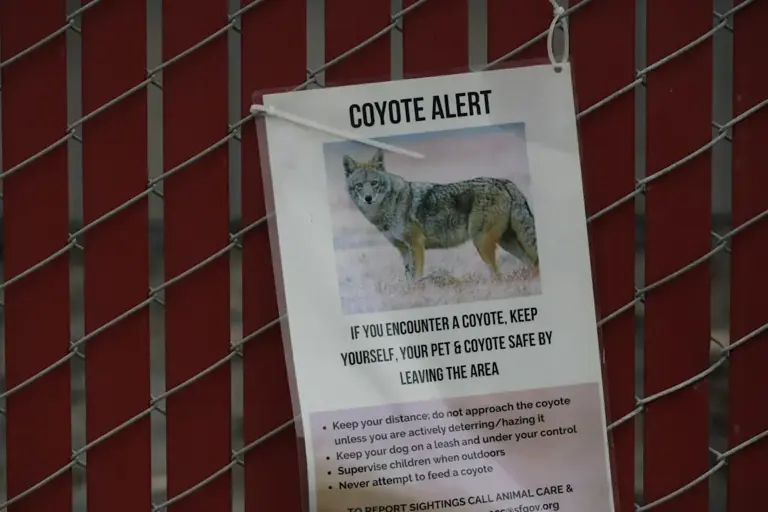 The 'ghost predator' quietly moving into suburbs - and why it's alarming