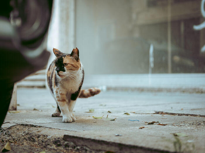 22 pics capturing the diversity of stray cats in Limassol, Cyprus