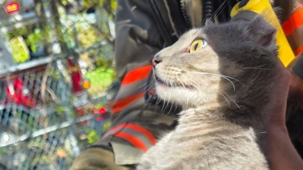 Pittsfield firefighters rescue cat stuck 30 feet up a tree for days
