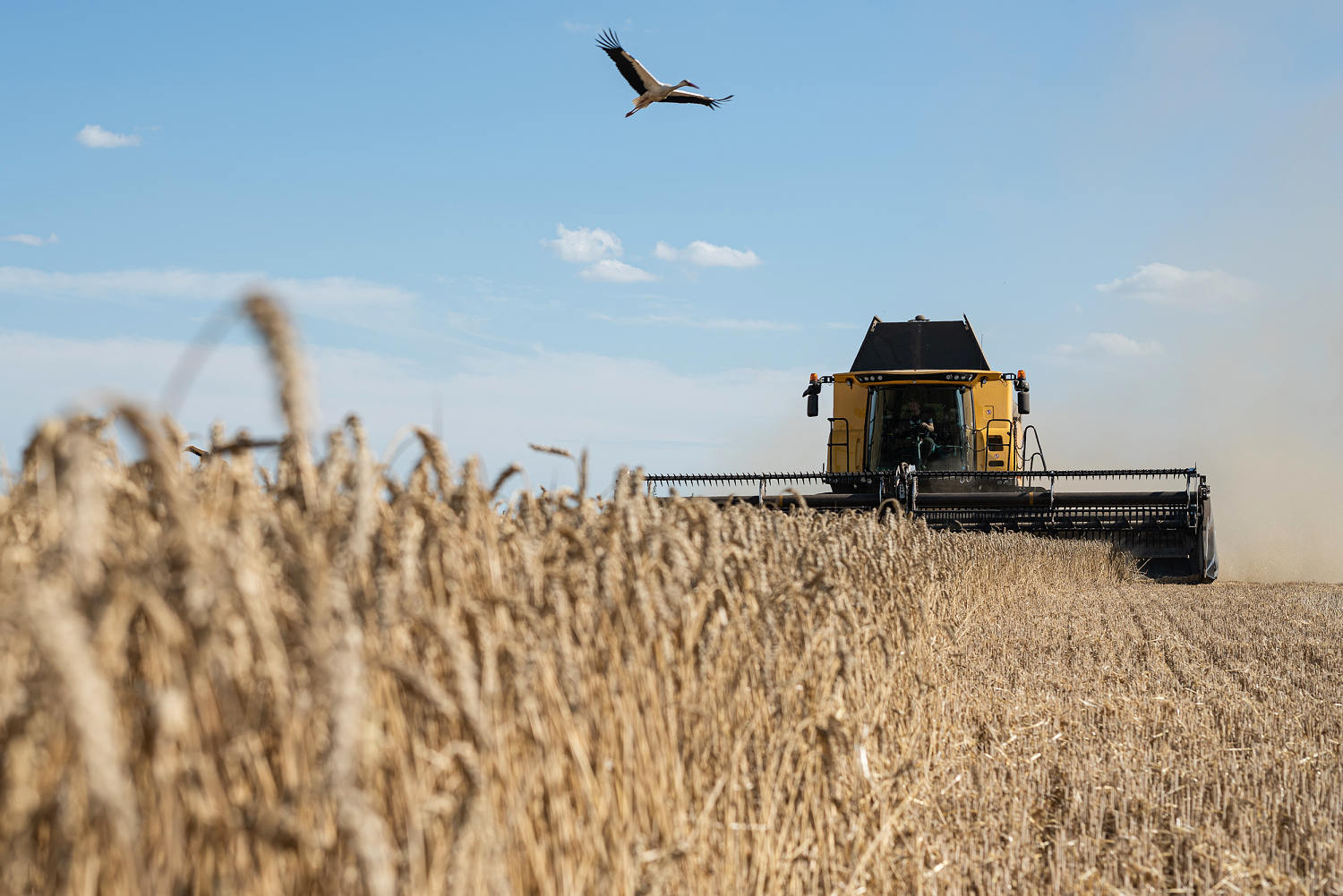 Ukrainian Farmers Harvest New Wheat Crops Whilst War Blocks Exports