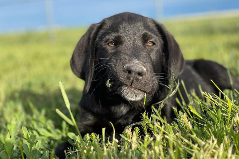 Veterinarian reveals 3 reasons why dogs eat grass and when to worry