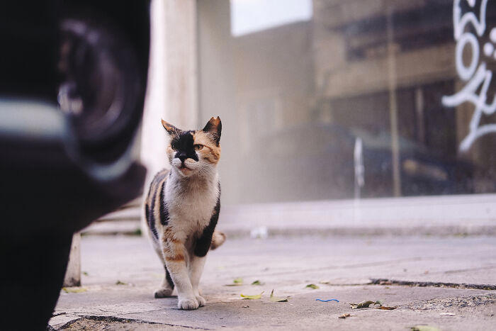 22 pics capturing the diversity of stray cats in Limassol, Cyprus