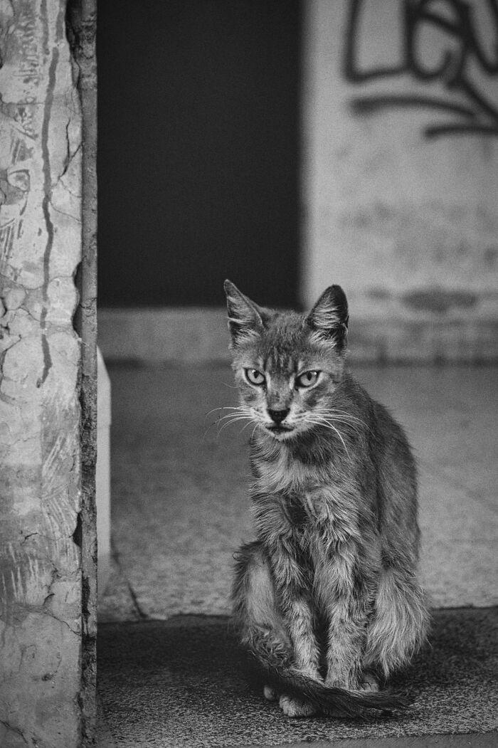 22 pics capturing the diversity of stray cats in Limassol, Cyprus