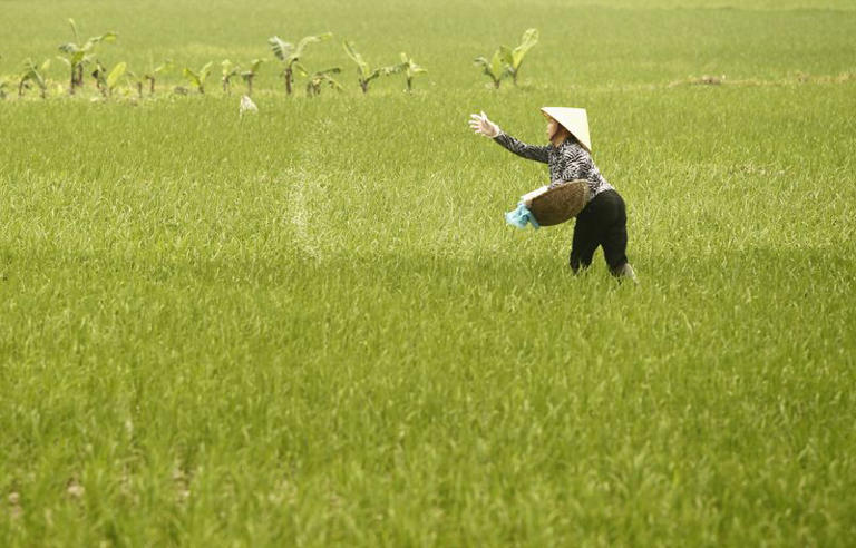 A farmer throws fertilizer on a rice paddy field in La Duong village, outside Hanoi March 30, 2012. Vietnam's rice exports to neighbouring China could climb six-fold this year, a Vietnamese industry official was quoted as saying on Thursday, supporting domestic prices during the peak harvest season. REUTERS/Kham (VIETNAM - Tags: AGRICULTURE BUSINESS POLITICS)