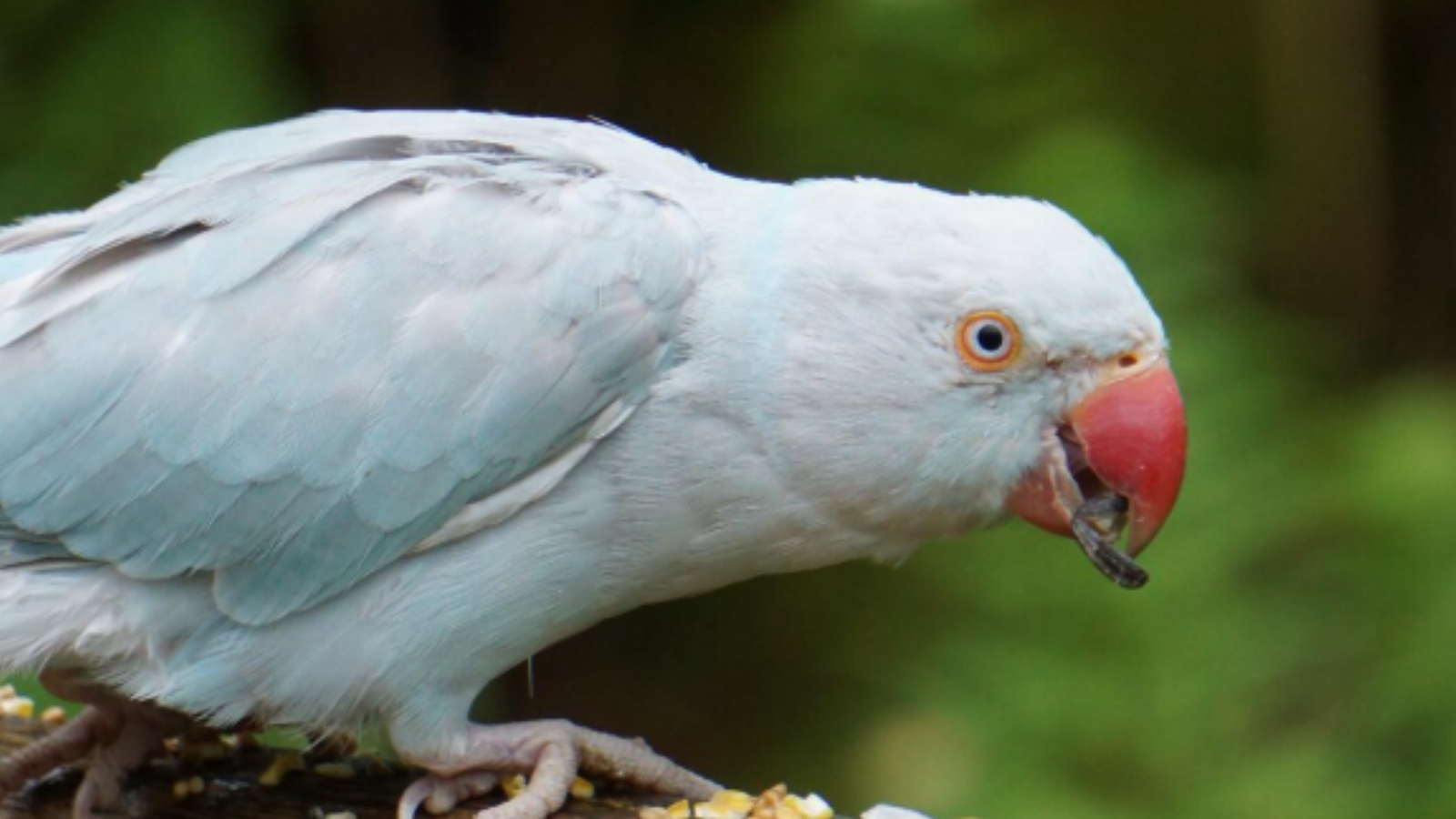 Amazing talking birds that sound almost human