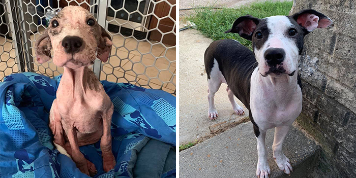 29 Heartwarming Pet “Then And Now” Pictures