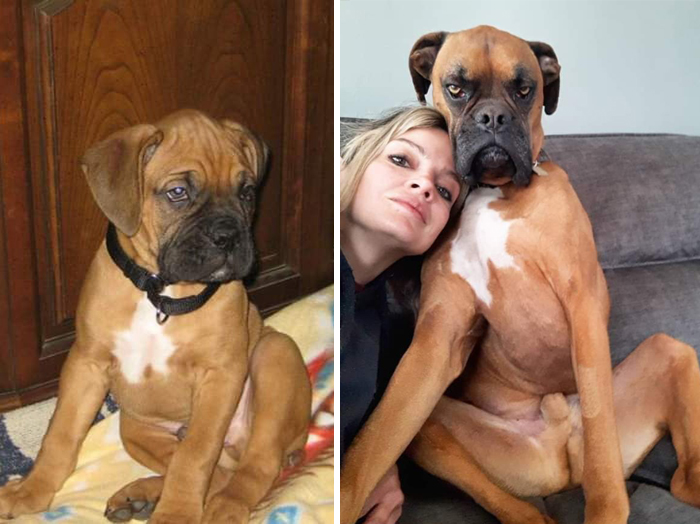 29 Heartwarming Pet “Then And Now” Pictures