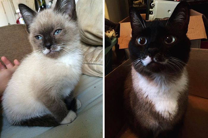29 Heartwarming Pet “Then And Now” Pictures