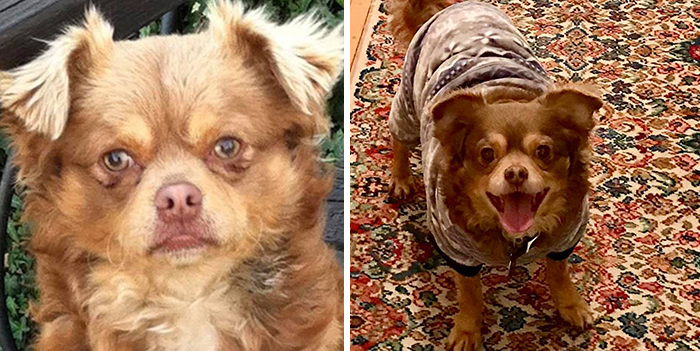 29 Heartwarming Pet “Then And Now” Pictures