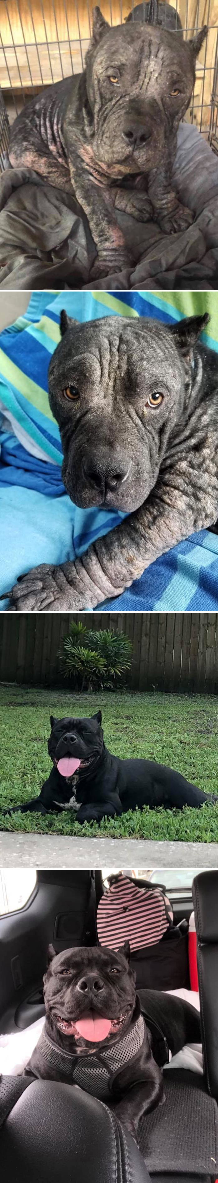 29 Heartwarming Pet “Then And Now” Pictures
