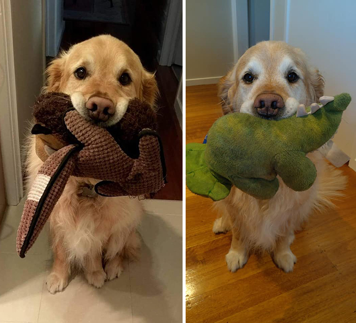 29 Heartwarming Pet “Then And Now” Pictures