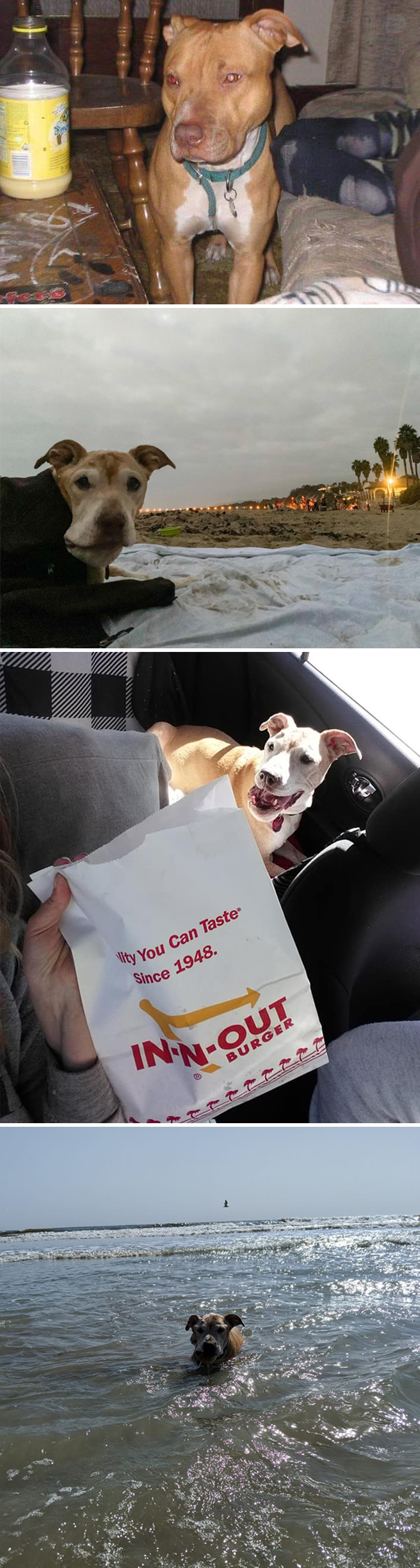 29 Heartwarming Pet “Then And Now” Pictures