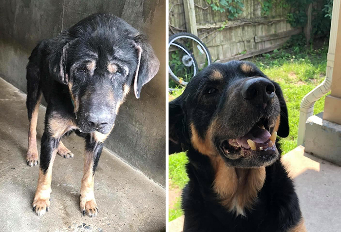 29 Heartwarming Pet “Then And Now” Pictures