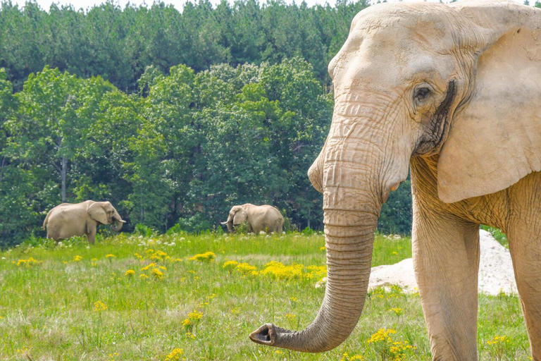 The Elephant Sanctuary in Tennessee names Steve Shurter as new CEO