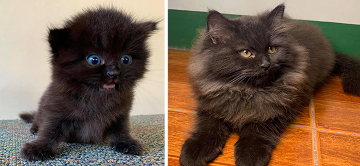 29 Heartwarming Pet “Then And Now” Pictures