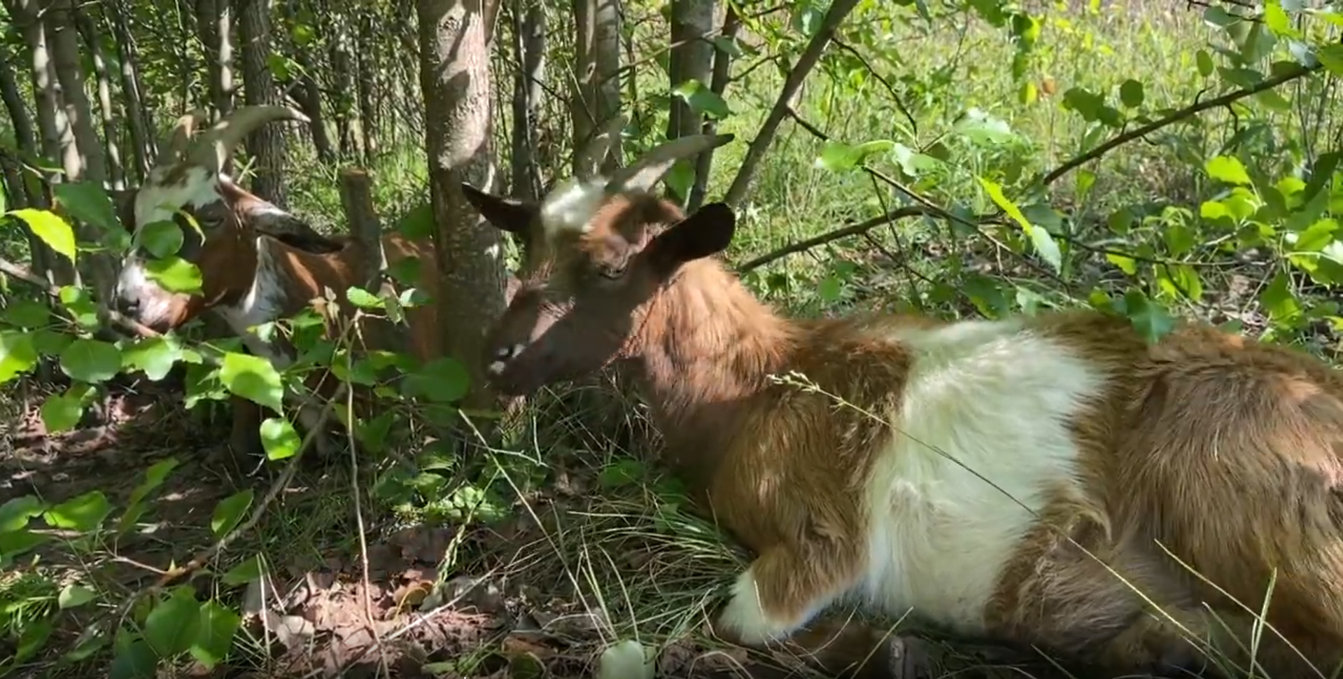 Goats are coming to Miami Woods Park through the end of May. Here's why.