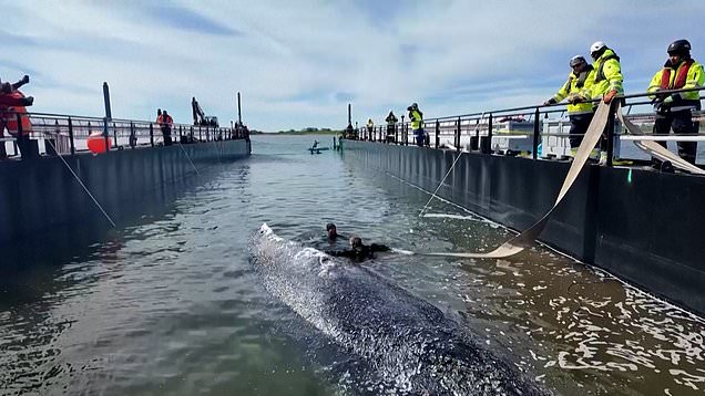 Stranded humpback whale swims into floating rescue tank
