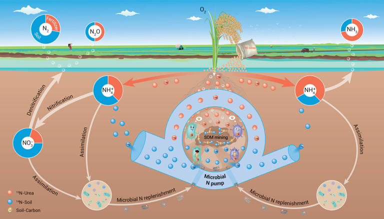Soil, not fertilizer, is primary source of nitrogen gas loss in rice ...
