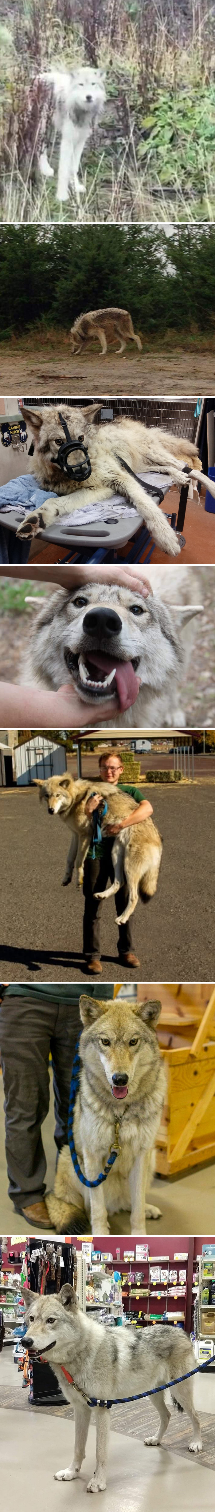 29 Heartwarming Pet “Then And Now” Pictures