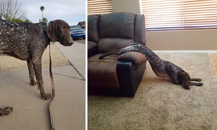 29 Heartwarming Pet “Then And Now” Pictures
