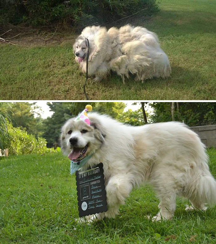 29 Heartwarming Pet “Then And Now” Pictures