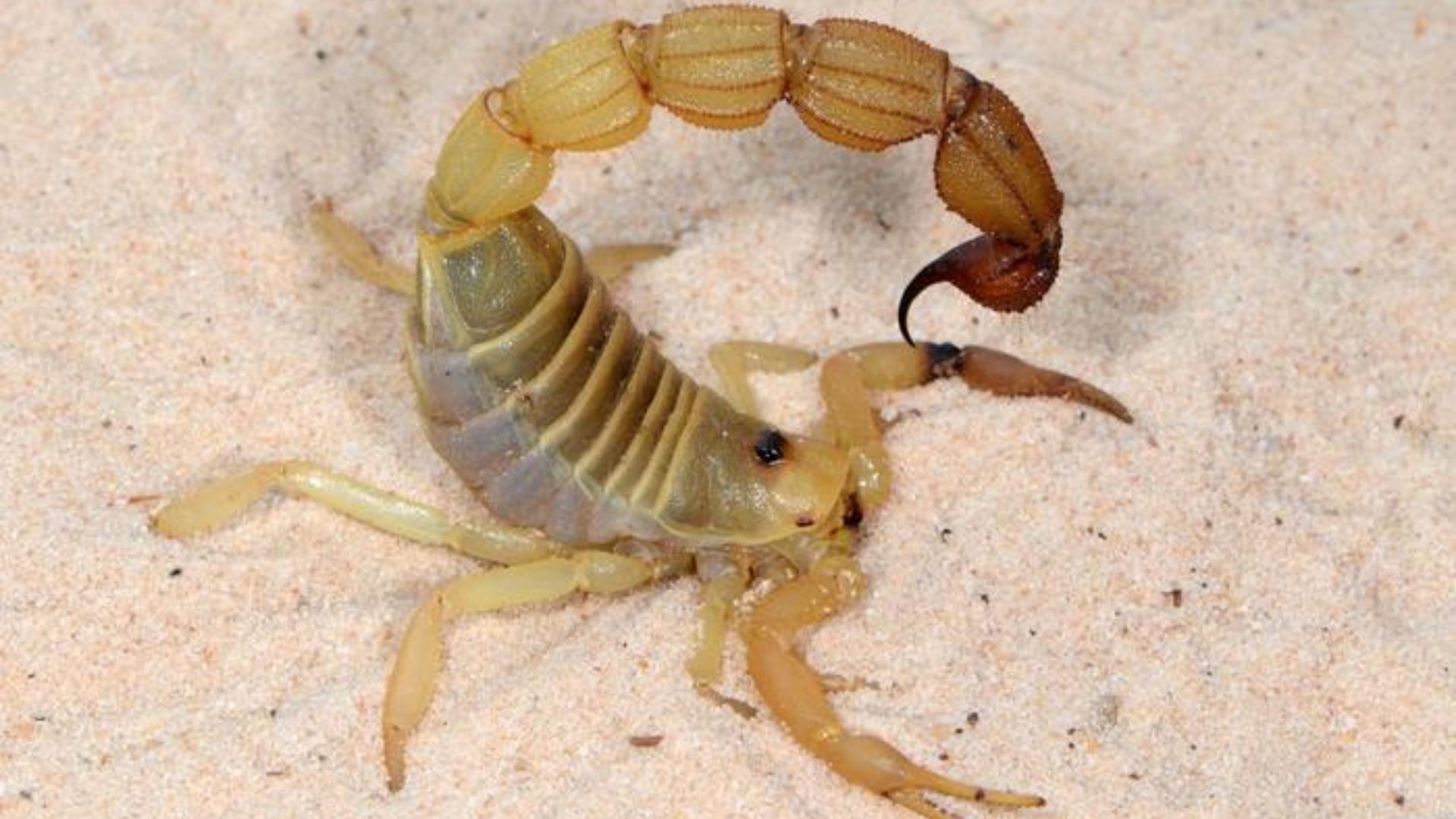 Scorpions turn into metalsmiths to reinforce stingers for extra ...