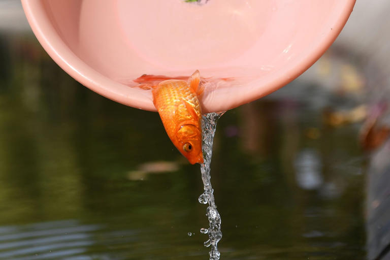 Image result for oxidation treatments for goldfish - Oxidation Treatments For Goldfish