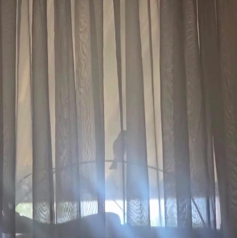 California woman driven to insanity by taunting bird that won’t leave ...