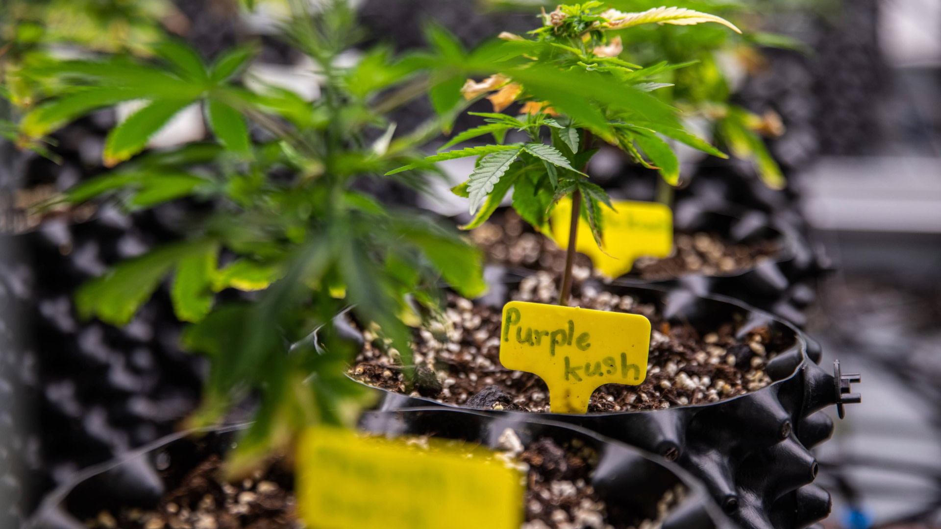 Inside the marijuana bust that put 22 Buddhist monks behind bars