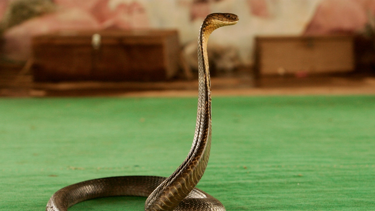 A King Cobra stis up freely while inside a building in April 2010.