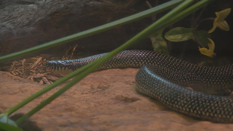 What to know about snakes in Arkansas this spring