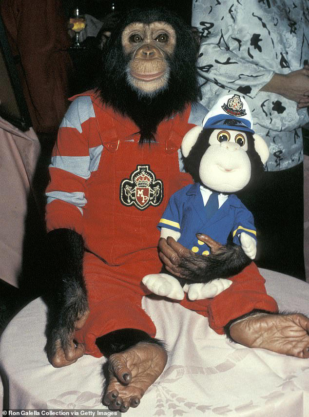 where-michael-jackson-s-pet-chimp-bubbles-43-is-now-as-sanctuary