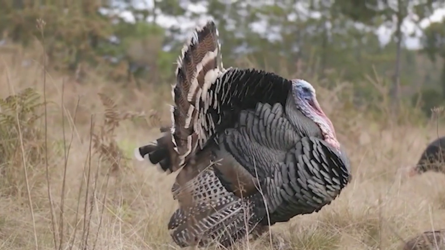 Uptick in turkey sightings in the Sacramento region