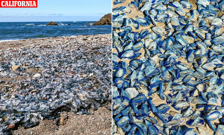 Thousands of bright blue sea creatures wash up on beach and stun locals ...