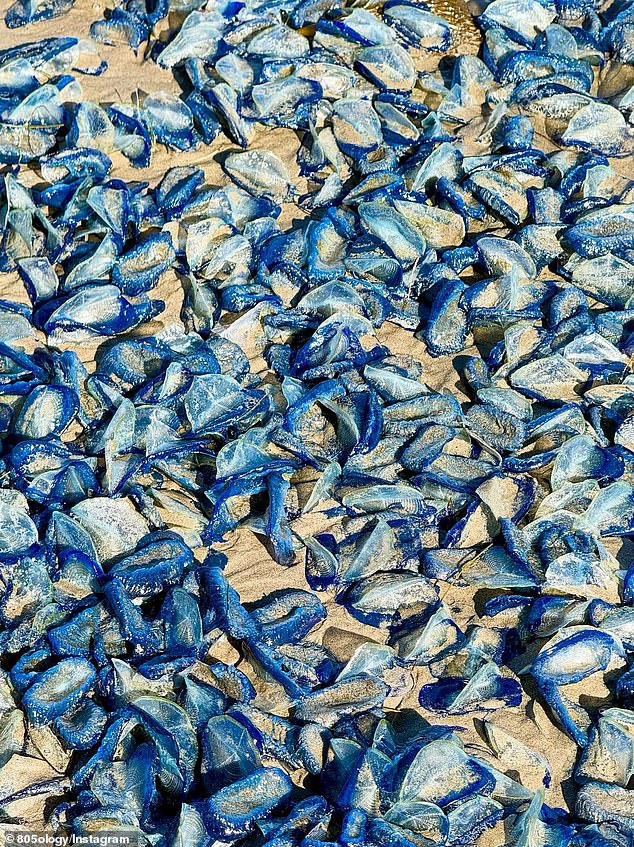 Thousands of bright blue sea creatures wash up on beach and stun locals ...