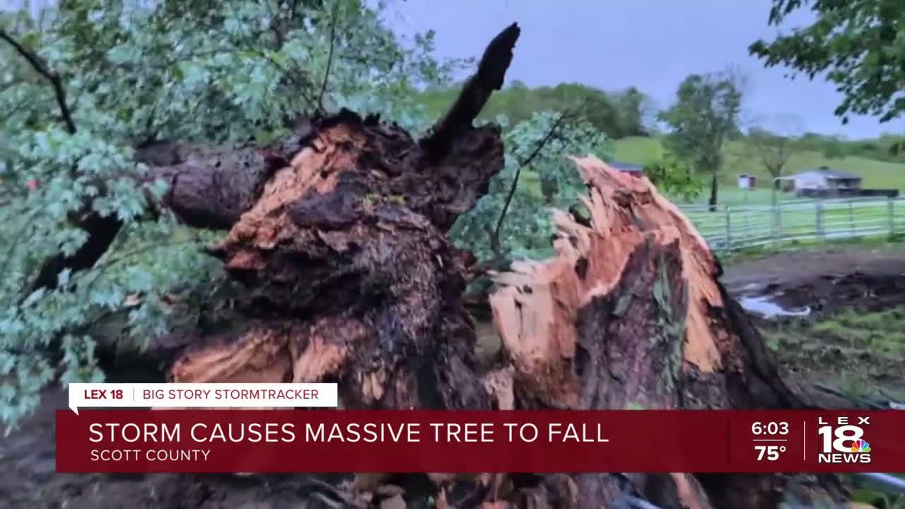 Storm causes massive tree to fall
