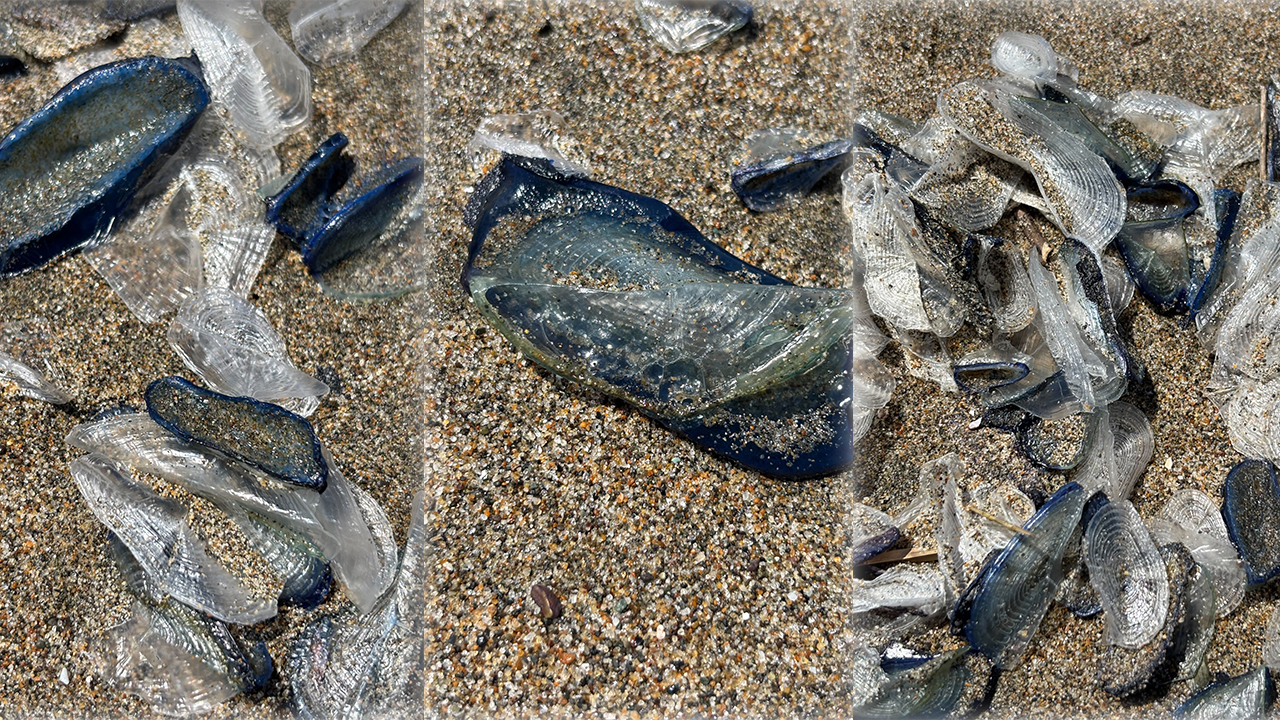 These blue sea creatures are washing up on San Francisco beaches — they ...