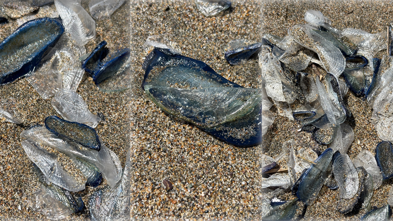 These blue sea creatures are washing up on San Francisco beaches — they ...