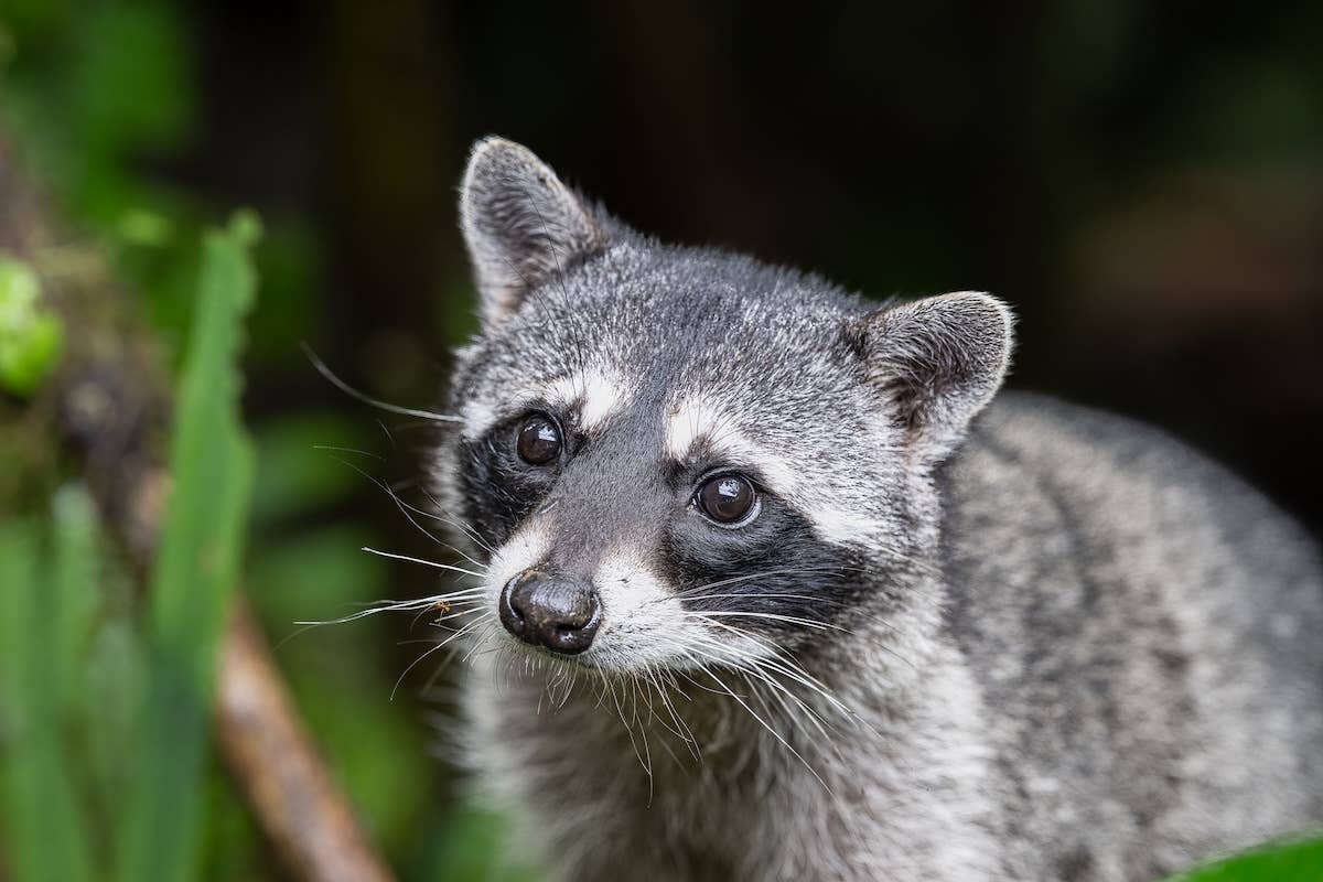 Man feeds feral cat, surprised by raccoon family and a duck joining the ...