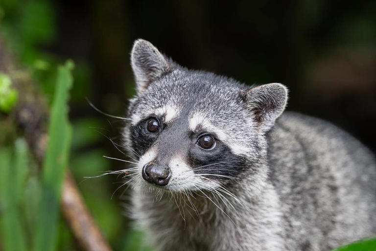 Man feeds feral cat, surprised by raccoon family and a duck joining the ...