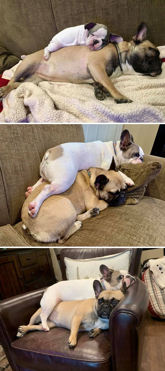 29 Heartwarming Pet “Then And Now” Pictures