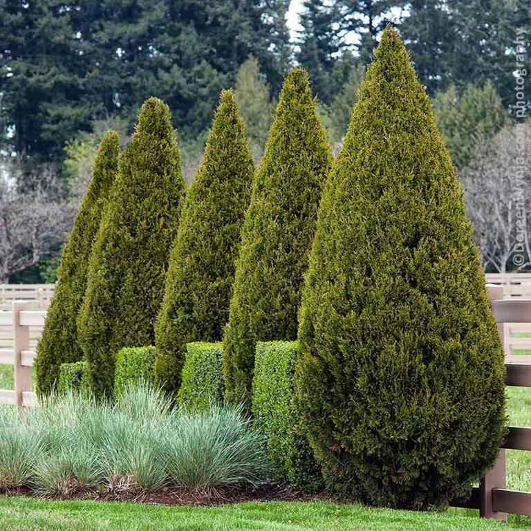 5 foolproof trees you’re not planting right now—but should be ...