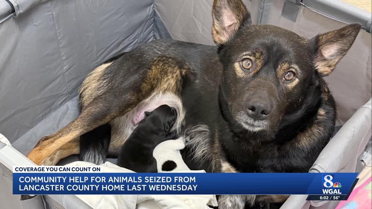Donations needed for nearly 100 rescued animals after removal from ...