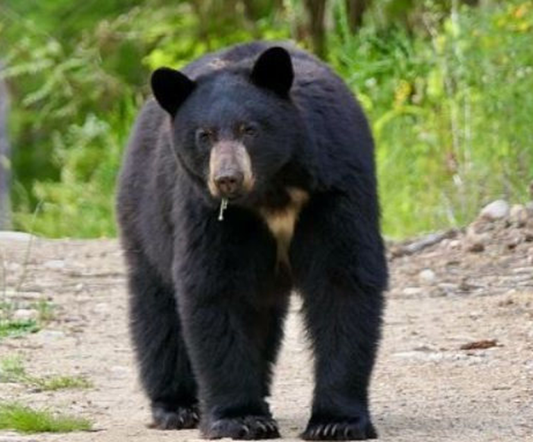 CA officials warn of increased bear encounters, especially in Tahoe, as ...