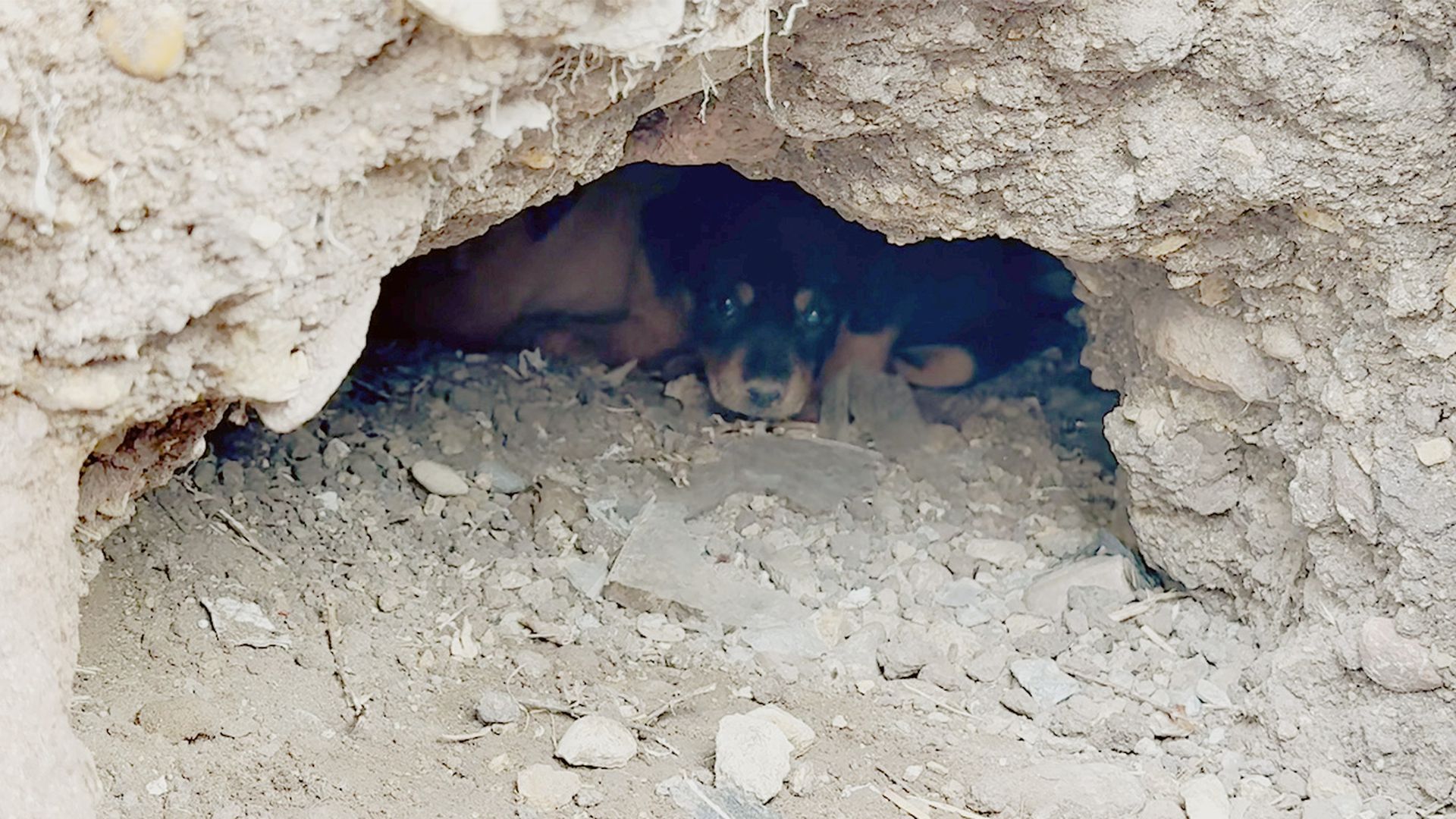 Stray dog mom asks humans to help her puppies trapped underground