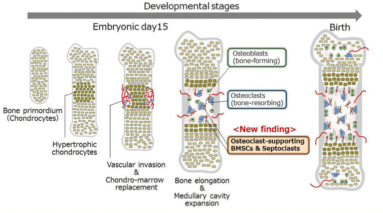 How bones make marrow: Newly identified 'organizer' cells also reappear ...