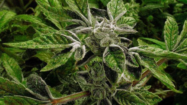 Tennessee lawmakers split as DOJ shift reignites push for medical ...
